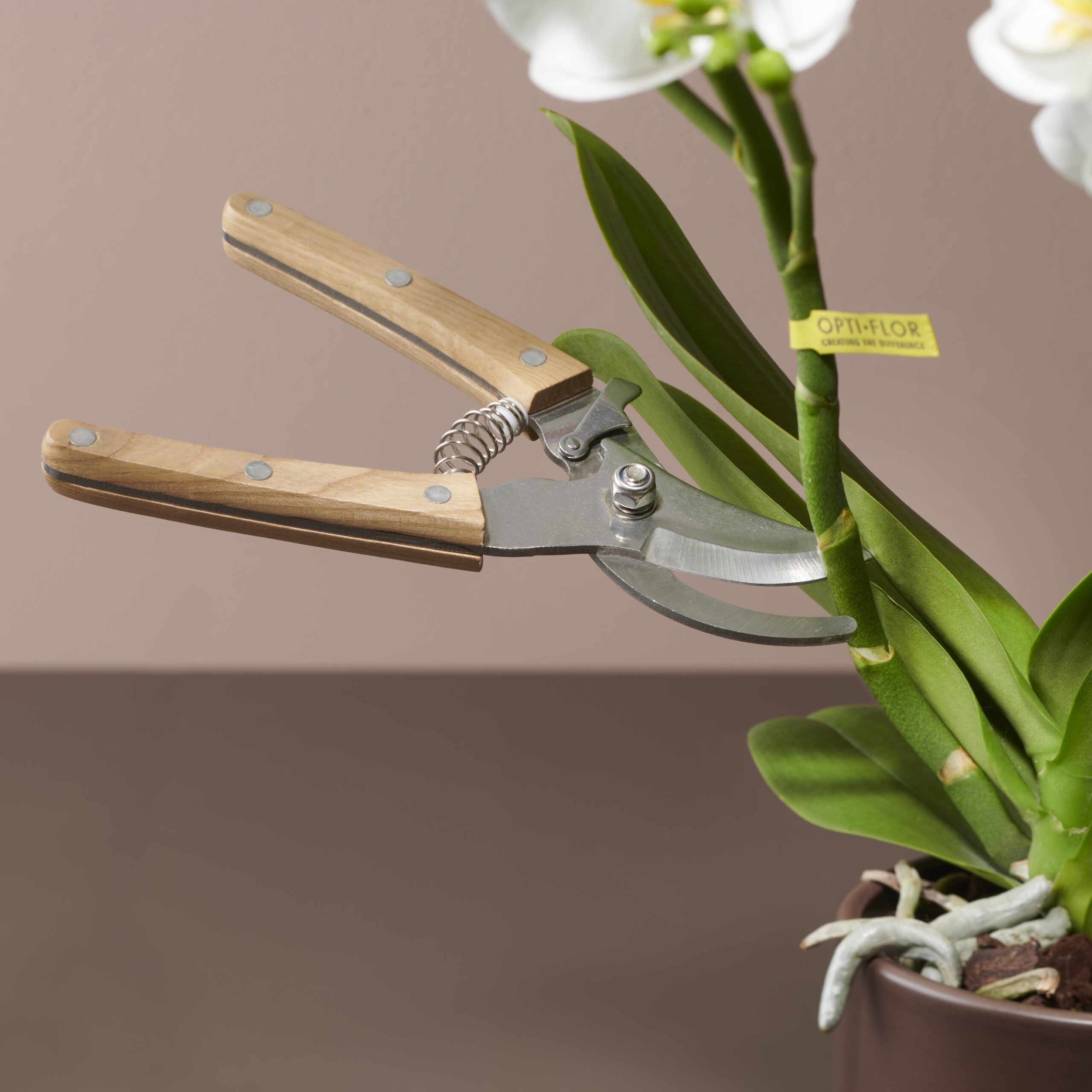 Hoe je Phalaenopsis weer gaat bloeien: stap voor stap!