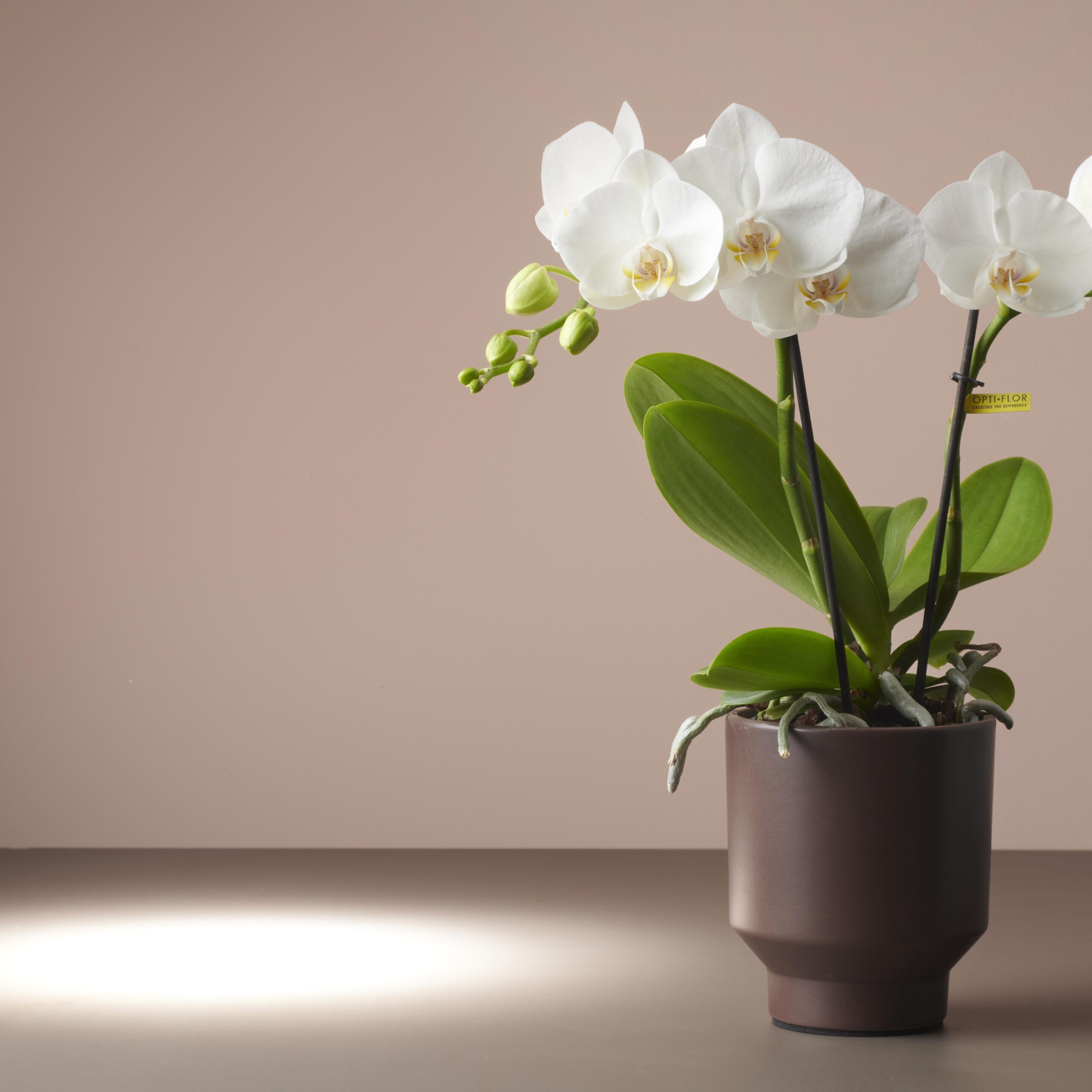 Wat is de juiste standplaats voor mijn orchidee?