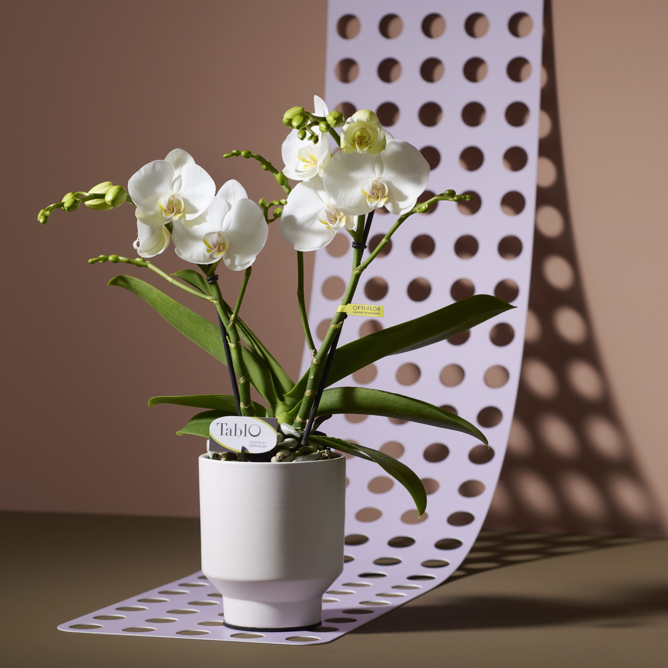 De symbolische betekenis achter de Phalaenopsis