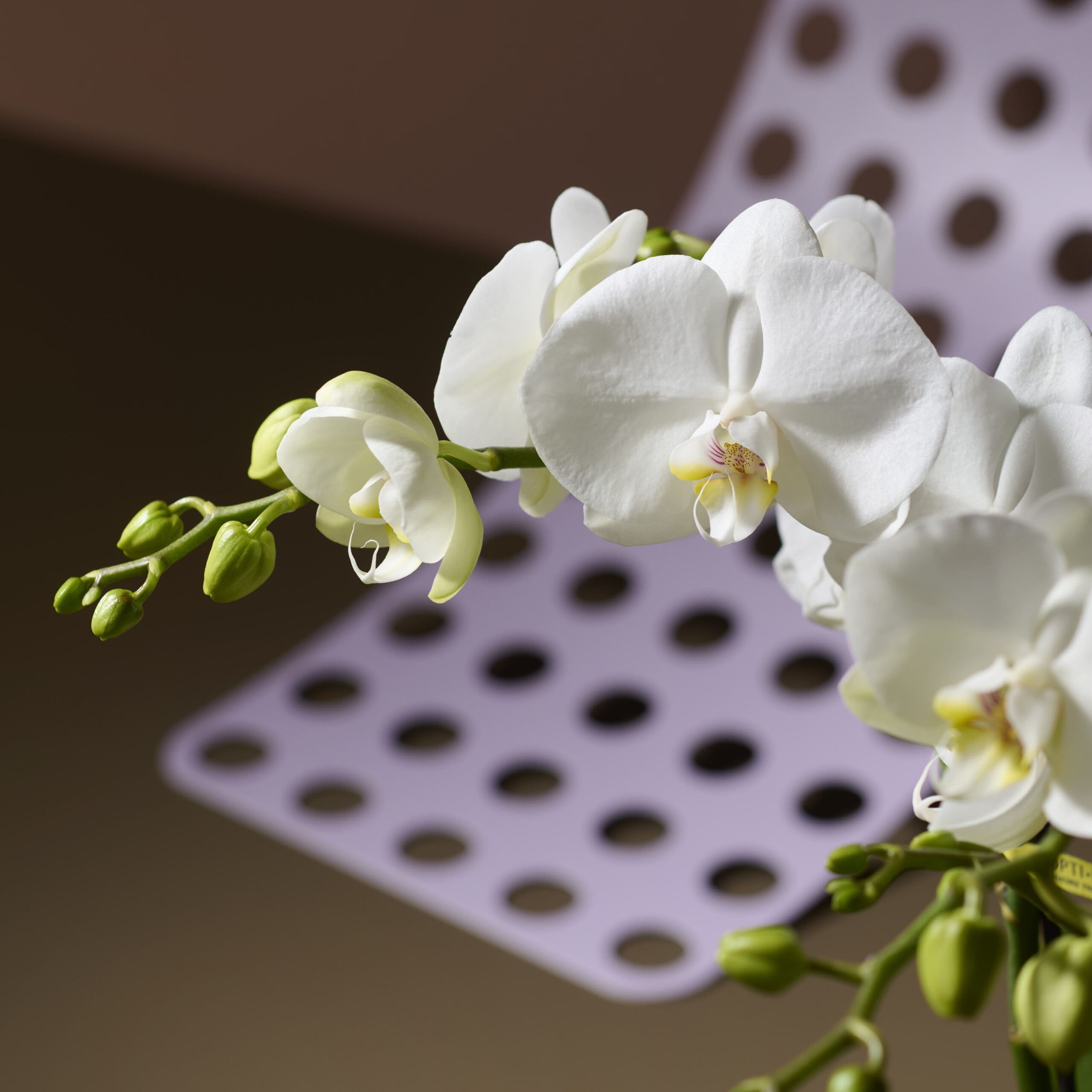 Hoe de Phalaenopsis de wereld veroverde