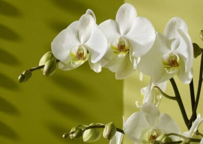 Hoe de Phalaenopsis de wereld veroverde