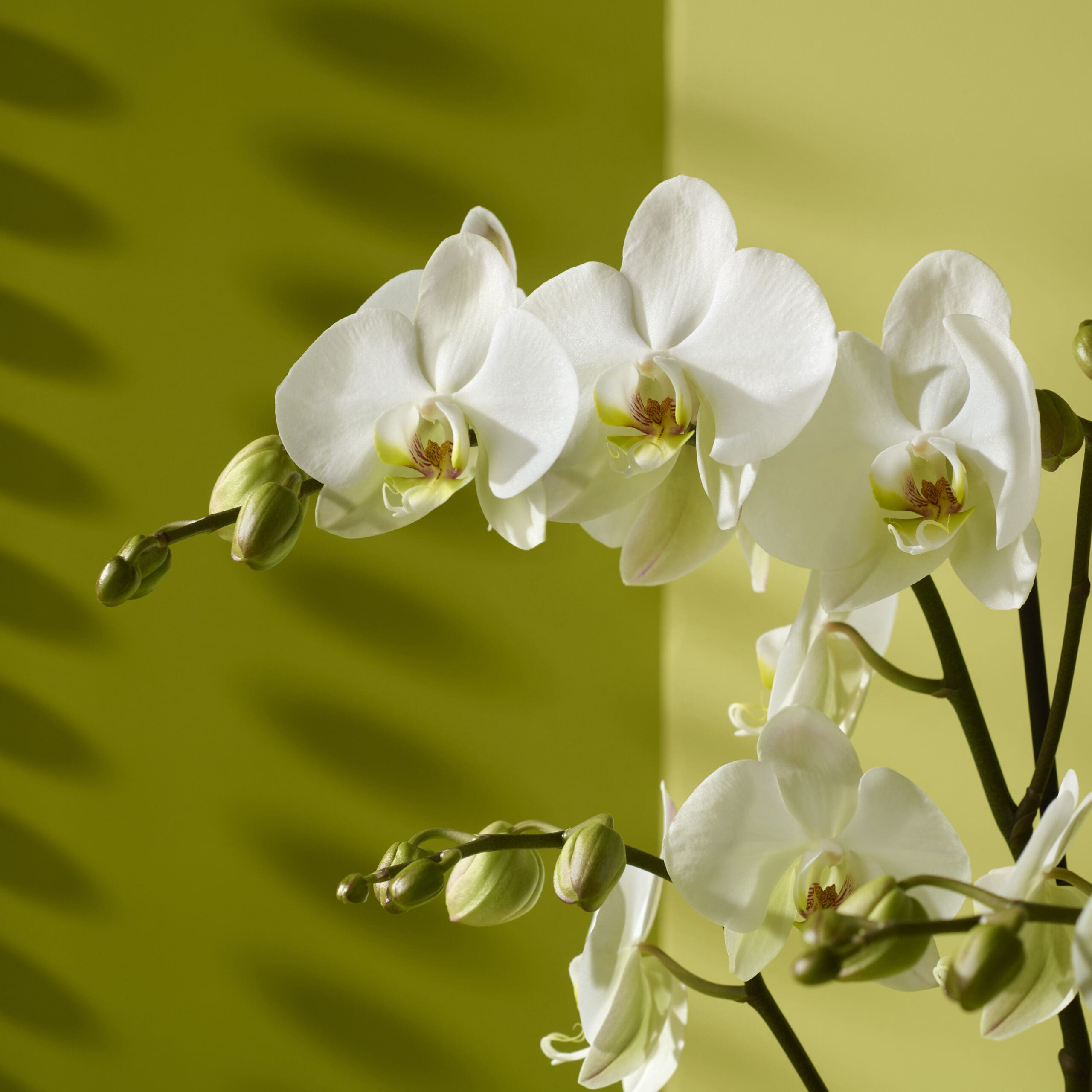 Hoe de Phalaenopsis de wereld veroverde