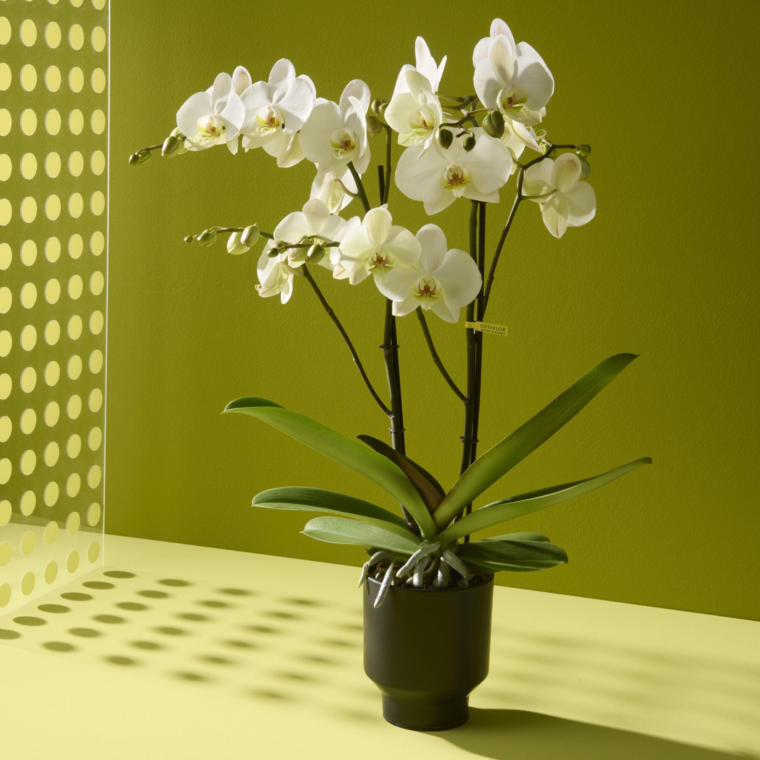 Oorsprong van de Phalaenopsis