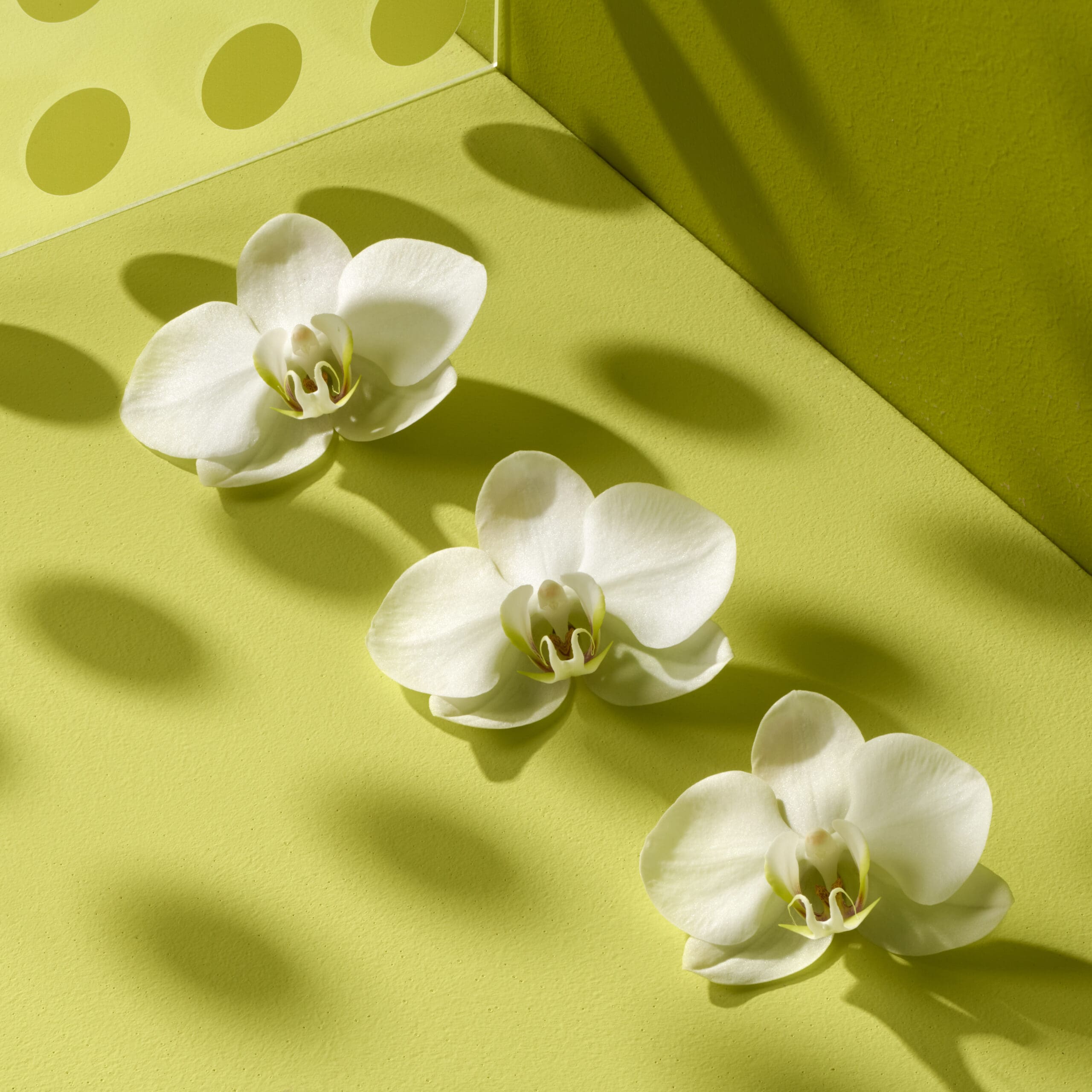 Wat maakt deze orchidee zo herkenbaar?