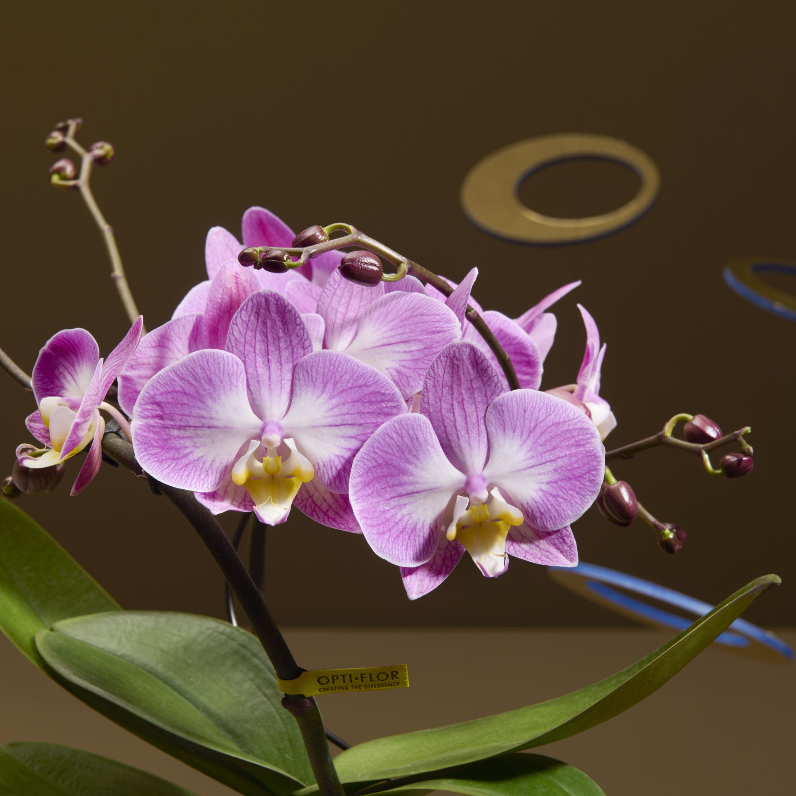 Afbeelding voor keuze nummer 22
